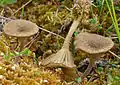 Filzstieliger Sumpf-Adermoosling Arrhenia fusconigra