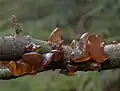 Kreisel-Drüsling (Exidia recisa) an einem Weidenzweig