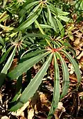 Fußförmig geschnittenes Blatt von Helleborus foetidus