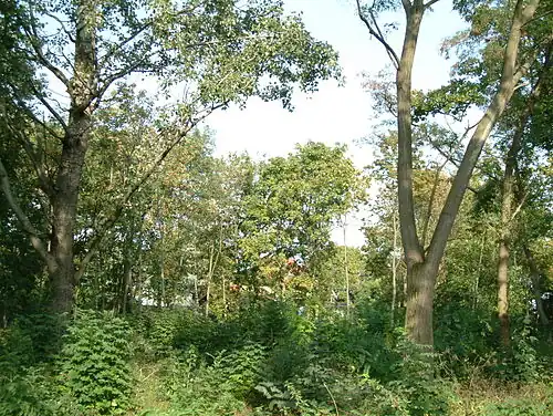 Verwilderter Kellergarten 2006