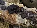 Stoppeliger (Exidia glandulosa) und Knorpeliger Drüsling (E.&nbsp;candica var. cartilaginea) am selben Eichenast