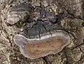 Espen-Feuerschwamm Phellinus tremulae