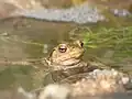 Erdkröte