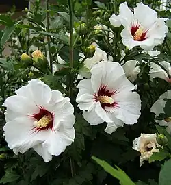 Blüte mit auffälliger Columna