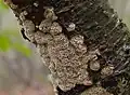 Knotiger Schillerporling (Mensularia nodulosa)