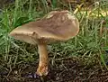 Frühjahrs-Weichritterling Melanoleuca cognata