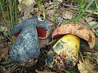 Blaufleckender Purpur-Röhrling Imperator rhodopurpureus