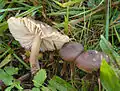 Nichtrötender Nitrat-Saftling Hygrocybe nitrata