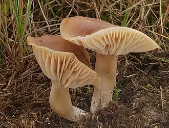 Dattelbrauner Ellerling Cuphophyllus colemannianus