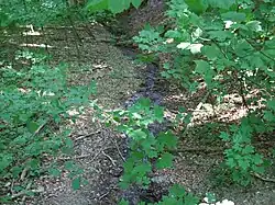 Waldbach im Ginzig
