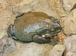 Die Kröte Bufo alvarius enthält Bufotenin und 5-Methoxy-N,N-dimethyltryptamin