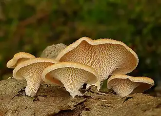 Waben-Stielporling Neofavolus alveolaris