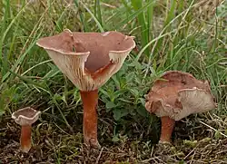 Steppen-Trichterling Infundibulicybe glareosa