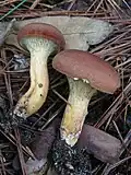 Phylloporus boletinoides