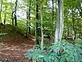 Neuzeitlicher Eiskeller (links) und römerzeitliche Umwehrung (rechts)