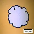 Instabilitäten des Tropfenrandes im Falle eines entnetzenden Polystyrolfilmes mit einer ursprünglichen Dicke von 200&nbsp;nm.
