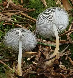 Fichten-Zapfenrübling (Strobilurus esculentus)