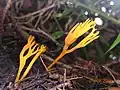 Safrangelbe Wiesenkoralle Ramariopsis crocea