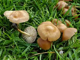 Nelken-Schwindling Marasmius oreades
