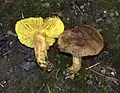 Phylloporus arenicola