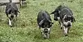 Mangalica-Schweine