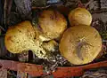 Zwiebel-Kartoffelbovist Scleroderma cepa