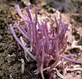 Lilafarbene Wiesenkoralle Ramariopsis pulchella