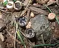 Dung-Teuerling Cyathus stercoreus