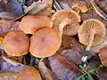 Gemeiner Trompetenschnitzling Tubaria furfuracea