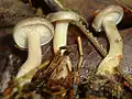 Der Würzelchen-Trichterling (Clitocybe radicellata) erscheint in der kalten Jahreszeit und besitzt am unteren Stielende weiße, wurzelartige Hyphenstränge.