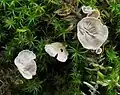 Blasser Adermoosling Arrhenia retiruga