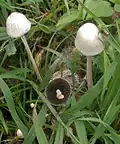 Antillen-Düngerling Panaeolus antillarum
