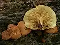 Rötender Schüppling Pholiota tuberculosa