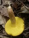Ziegenlippe Xerocomus subtomentosus