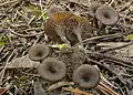 Sepiabrauner Adermoosling Arrhenia obscurata