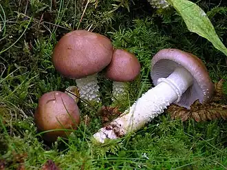 Üppiger Träuschling Stropharia hornemannii