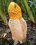 Prächtige Schleierdame Phallus multicolor