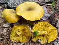 Olivgelber Holzritterling Tricholomopsis decora