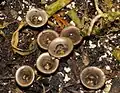 Topf-Teuerling Cyathus olla