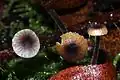 Blaustieliger Heftelnabeling Rickenella swartzii