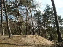 Waldkiefer Pinus sylvestris