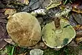 Caloboletus inedulis