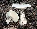 Raustiel- oder Flockenstieliger Weichritterling Melanoleuca verrucipes