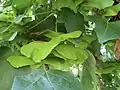 Feldahorn (Acer campestre)