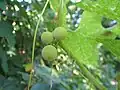 Rote Zaunrübe (Bryonia dioica)