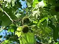 Platane (Platanus × hispanica)