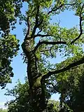 Eiche (Quercus robur)