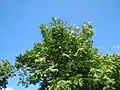 Japanischer Schnurbaum (Styphnolobium japonicum)