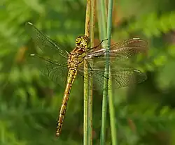 Gemeine Heidelibelle ♀