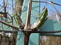 Knospen